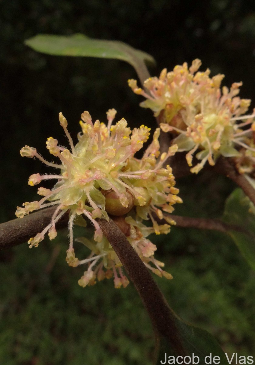 Neolitsea fuscata (Thwaites) Alston